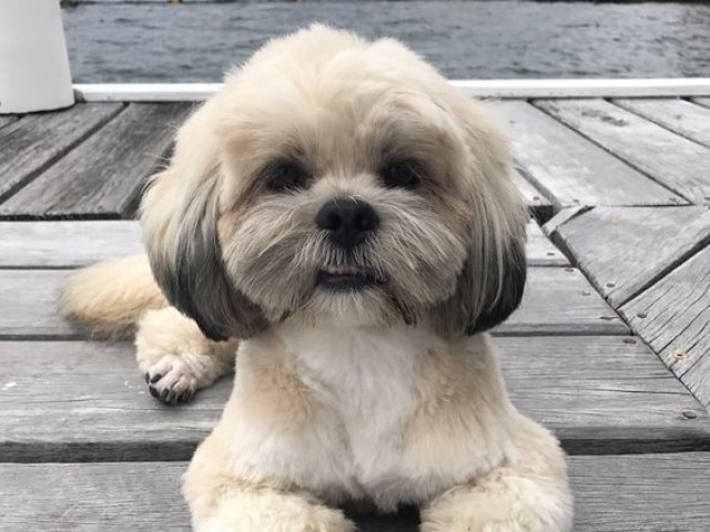 Lhasa Apso