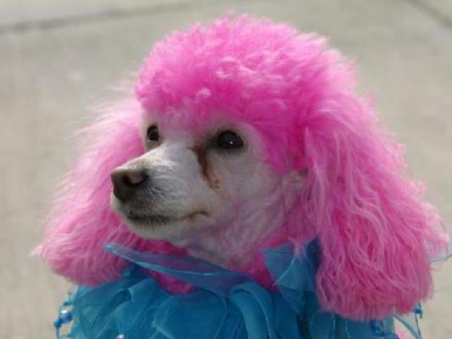 poodle