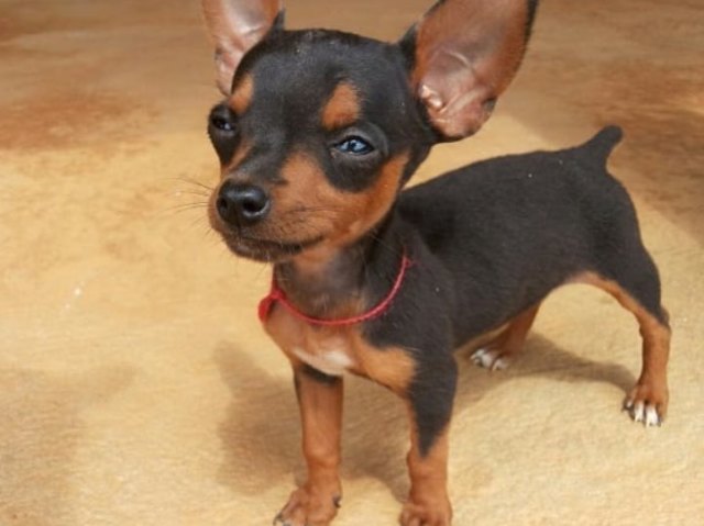 pinscher