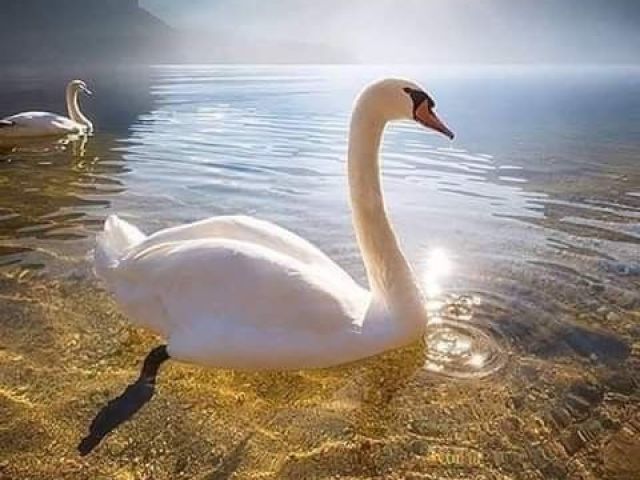 cisne