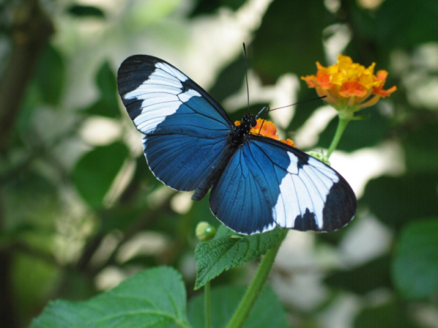 borboleta