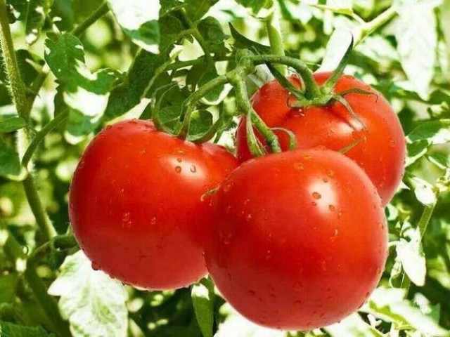 Tomate