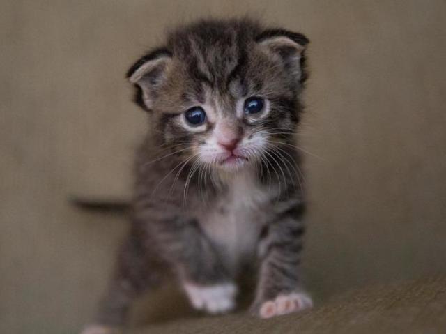 Gato