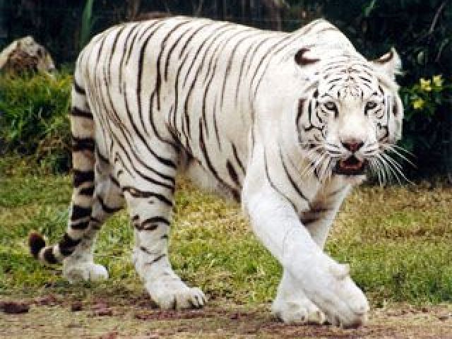 Tigre Branco