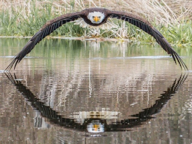 Você reconhece as aves?