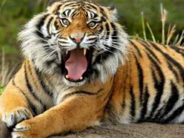 Tigre