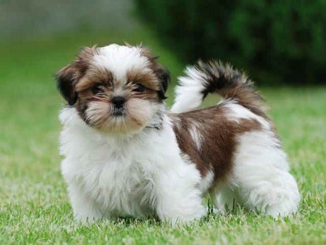 Shih-tzu