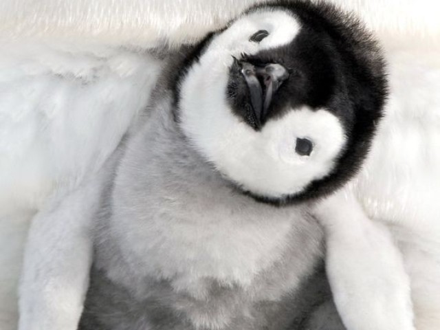 Pinguim