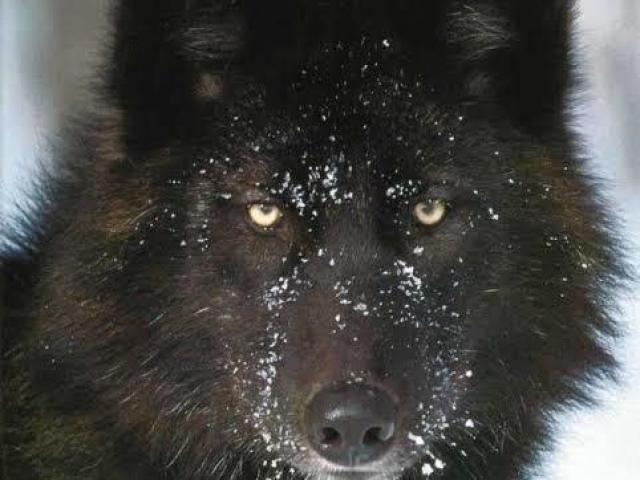 Lobo negro