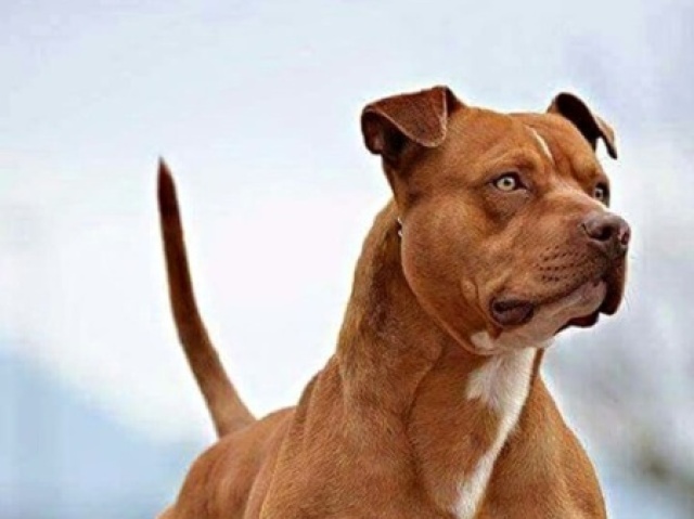 Pitbull