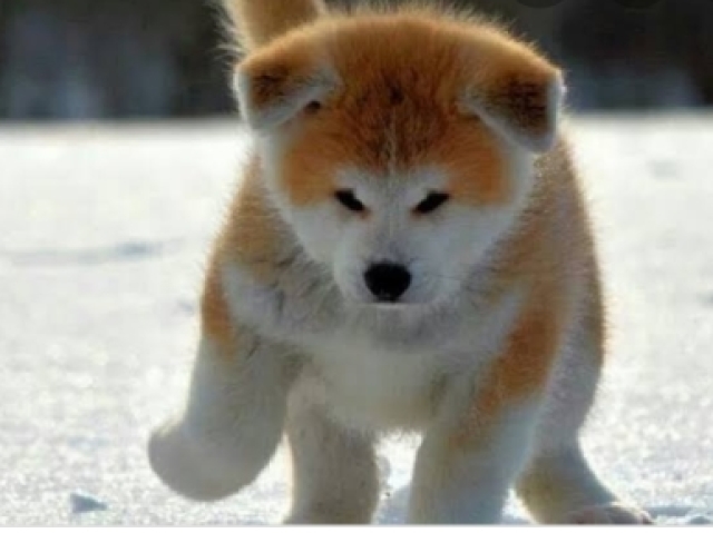 Shiba Inu (Akita)