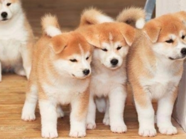 Shiba Inu (Akita)