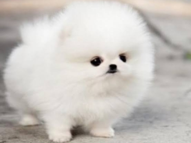 Lulu da pomerania