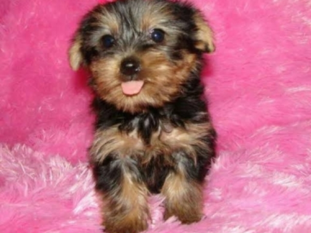 Yorkshire Terrier