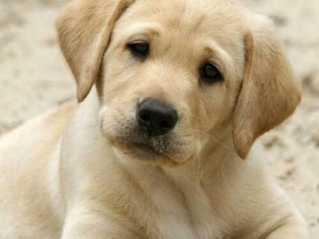 Labrador