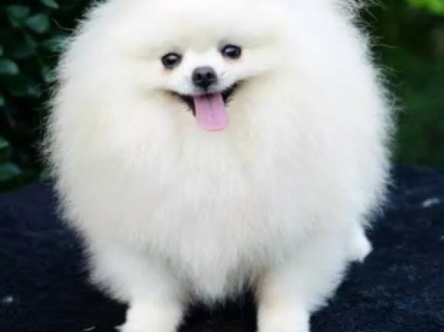 Lulu da pomerania