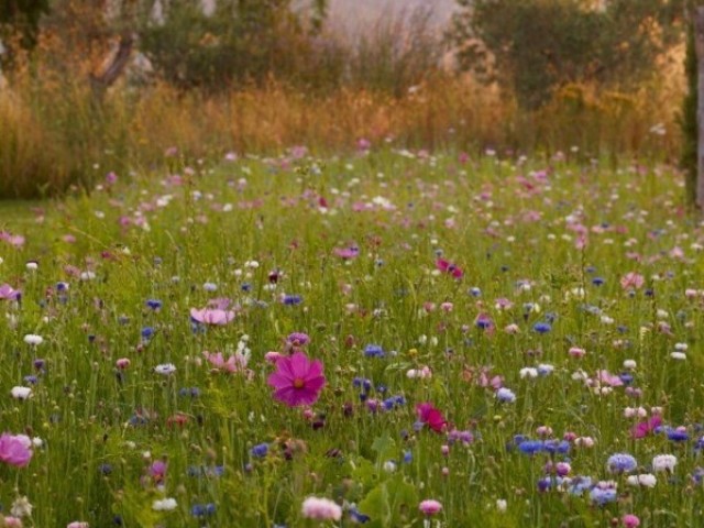 Para um campo de flores