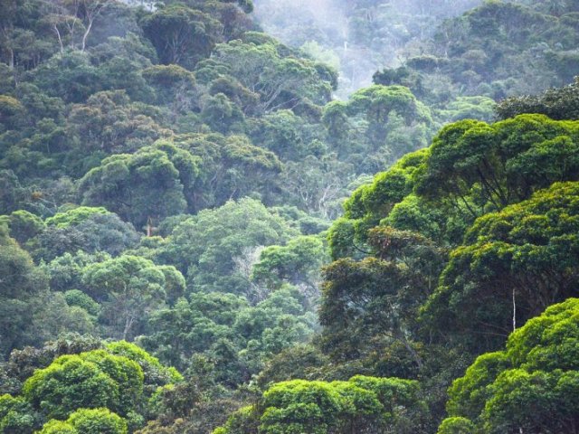 Se aventurando em uma floresta