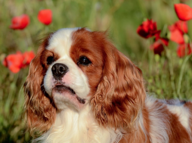 cachorrinha