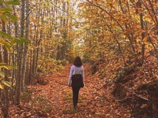 Essa em um campo cheio dessas flores de outono🍁🍁