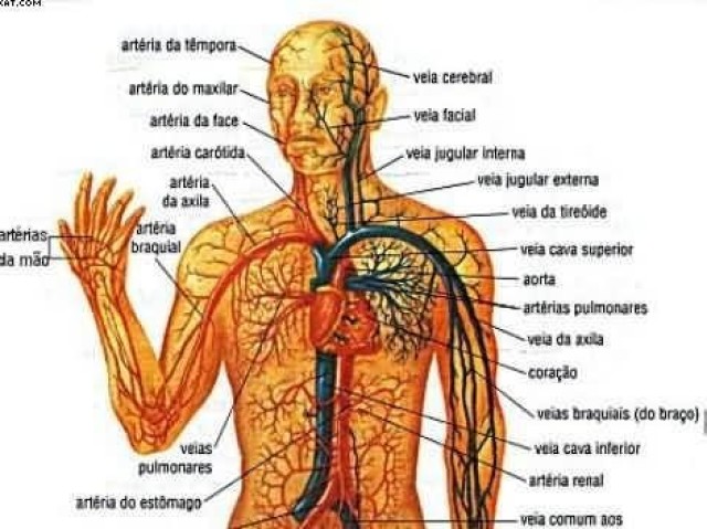 Sobre o corpo humano