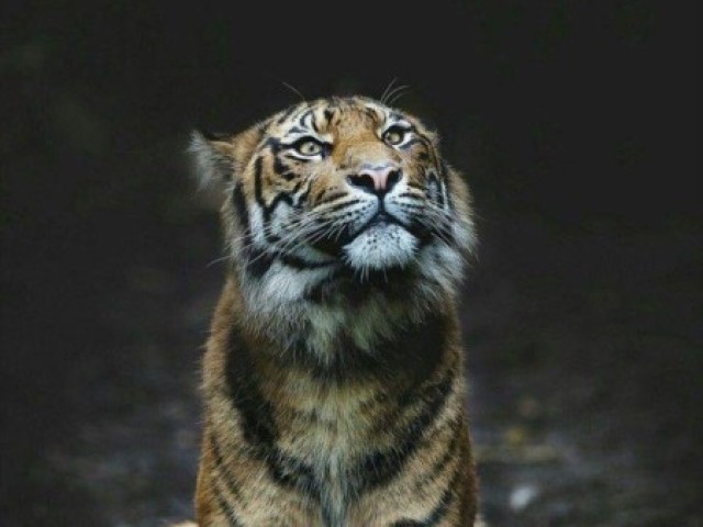 Tigre