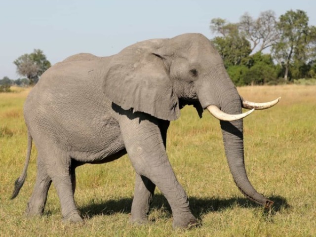 Elefante