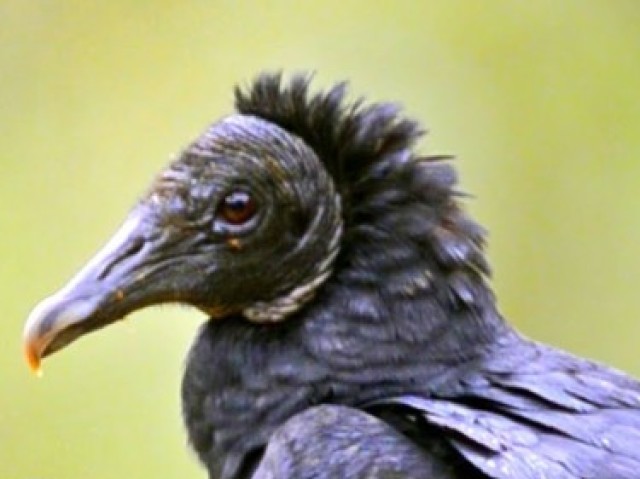 Abutre