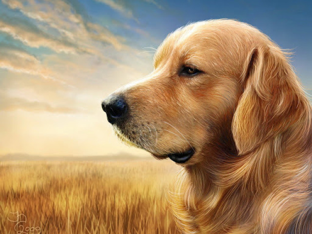 Cachorro