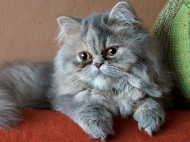 Gato