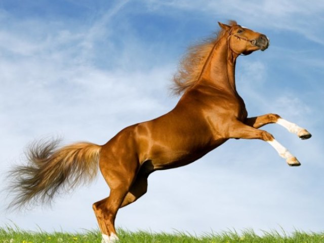Cavalo