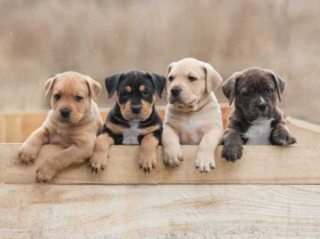 Todos os cachorrinhos do mundo