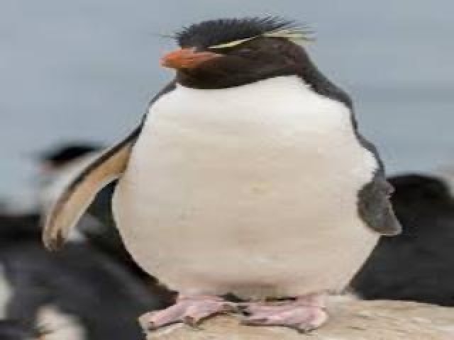 Penguin