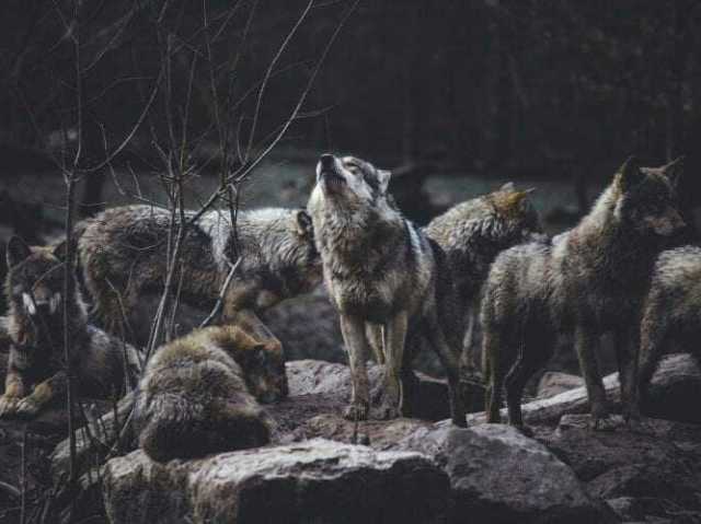 Lutar contra lobos da floresta de Numes