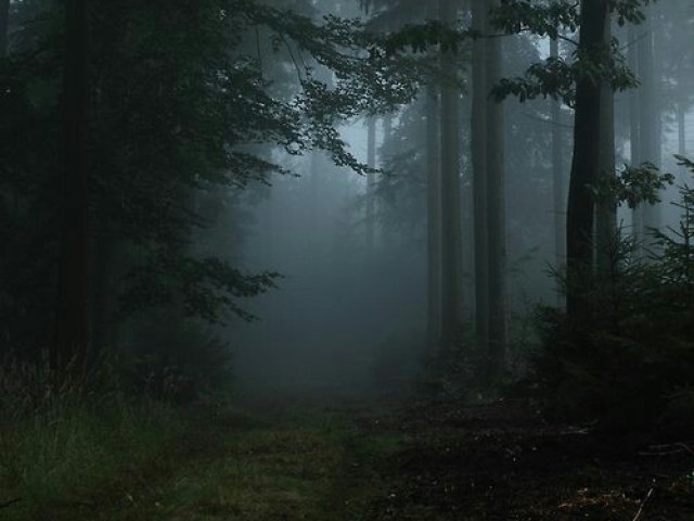 Sentir as vibrações e escutar a vida na floresta