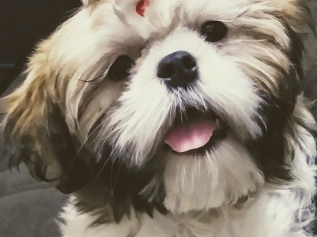 OS SHIH TZU TEM POUCO PELO