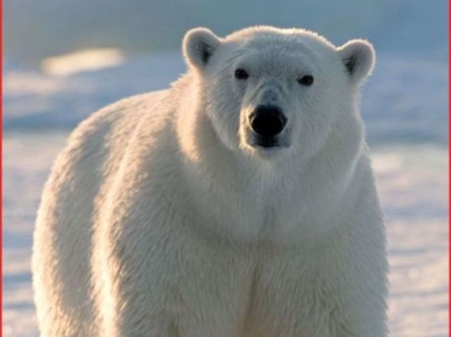 urso polar