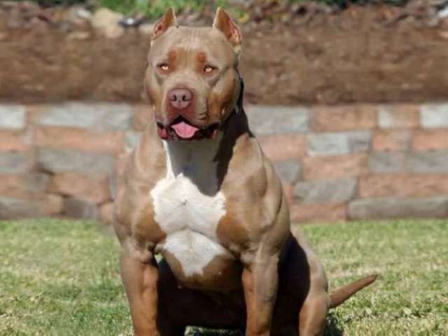 pibull