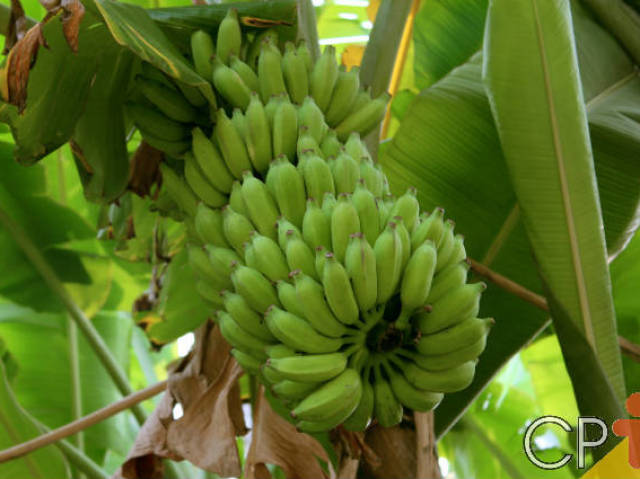 Plantaria uma bananeira, literalmente