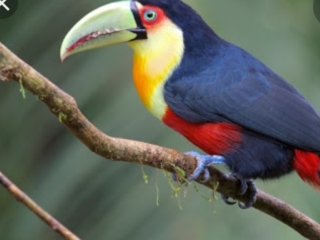 Tucano-de-Bico-Verde