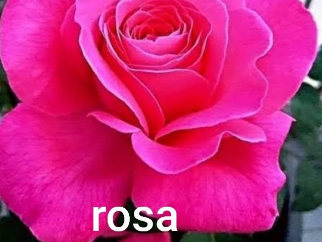 Rosa