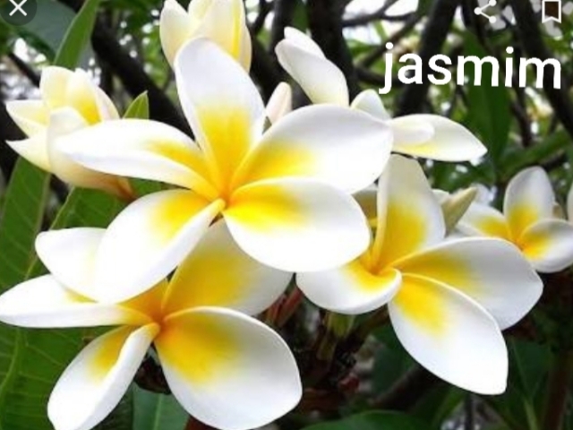 Jasmim