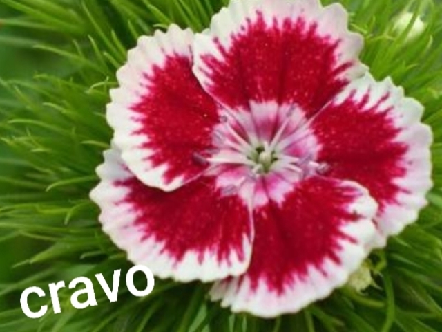 Flor de cravo
