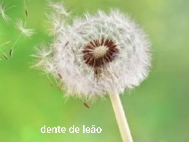Dente de leão