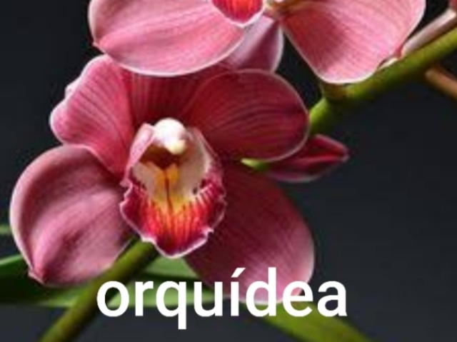 Orquídea