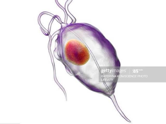 Trichomonas Vaginalis