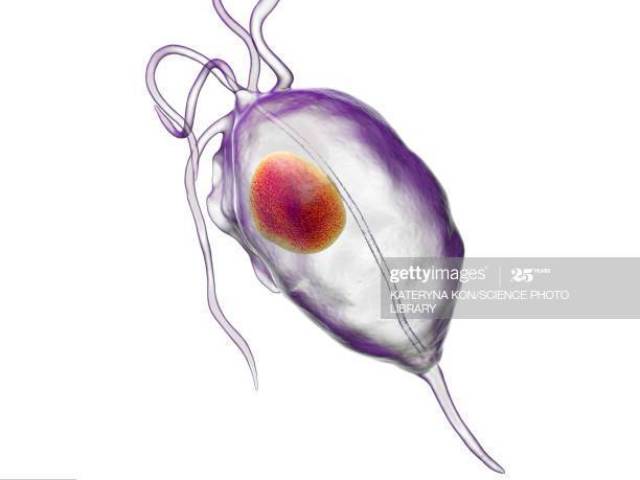 Trichomonas Vaginalis