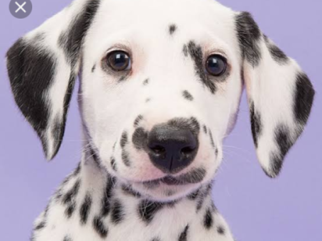 Um dalmata fofinho e pintado!