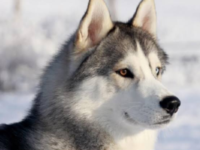 Husky lindos como a neve!