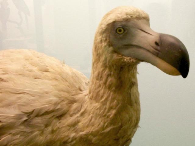 Dodo